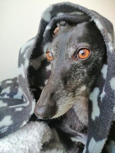 Animal Healing